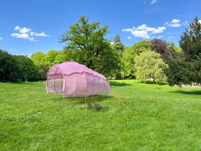 Cooldownpink Steude LAL2025